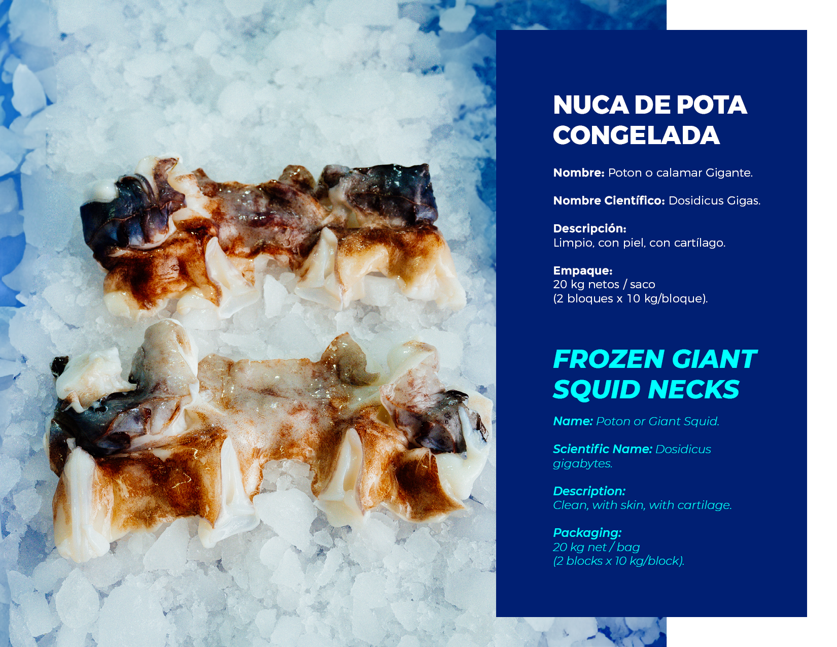brochure 1